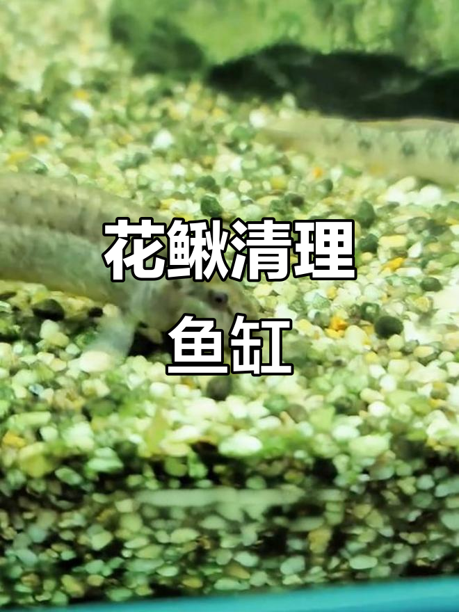 鱼缸清洁小能手,中华花鳅帮你搞定一切