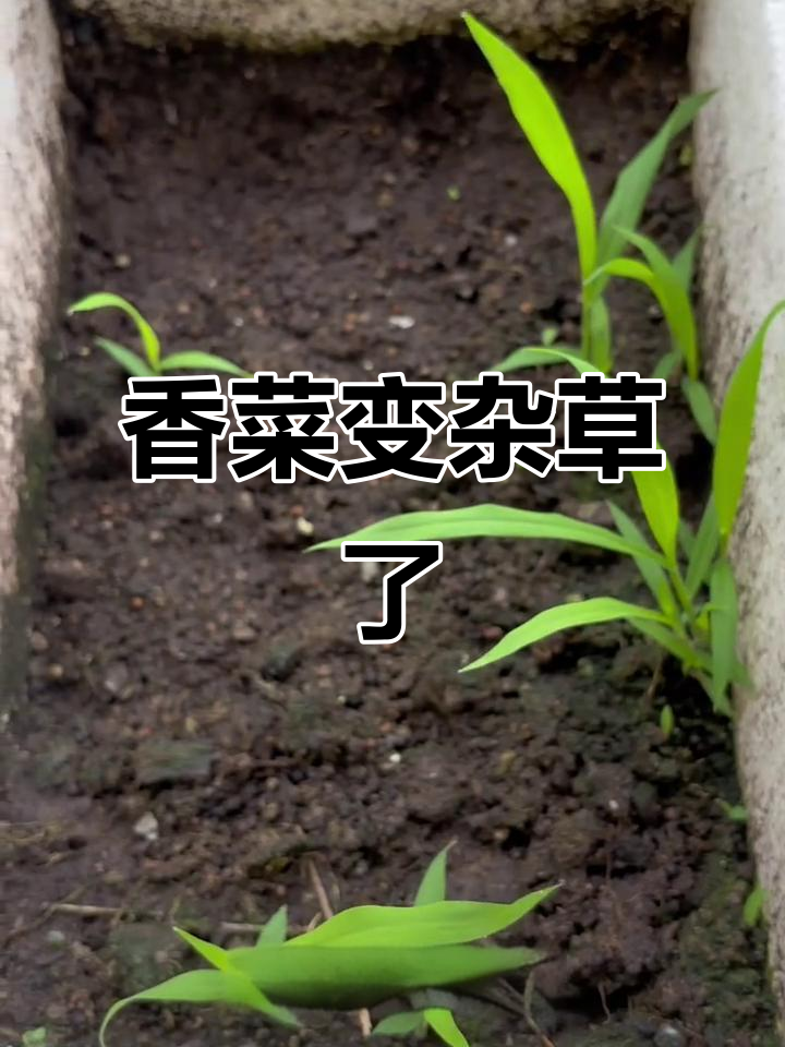 撒香菜种子却长出杂草,真的是大香菜的叶子吗?