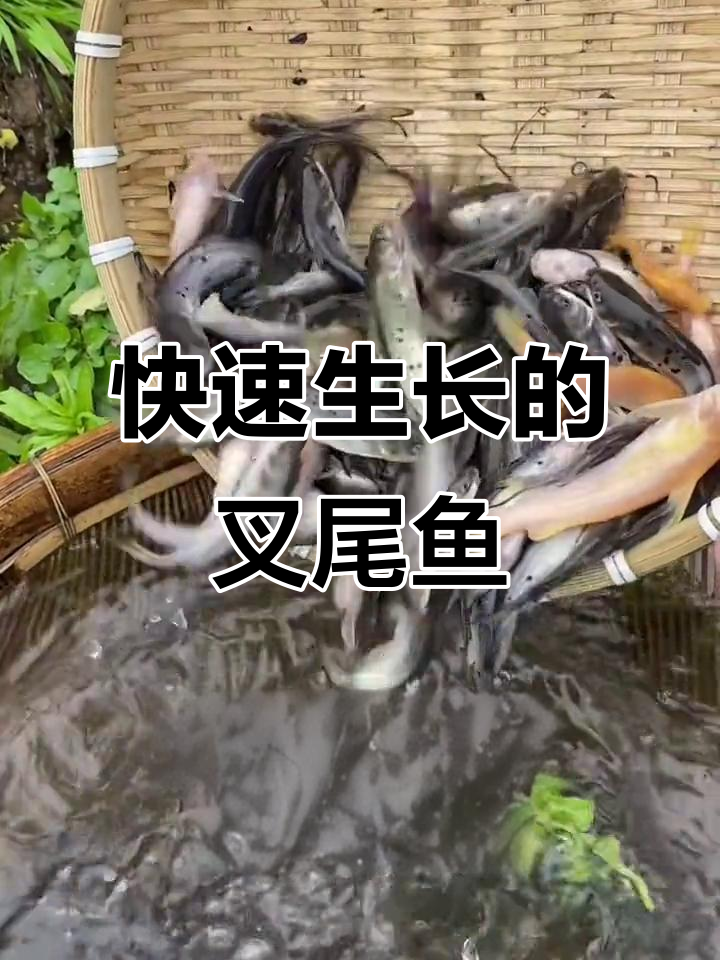 叉尾鱼生长迅速,肉质鲜美,适合与其它水生生物套养