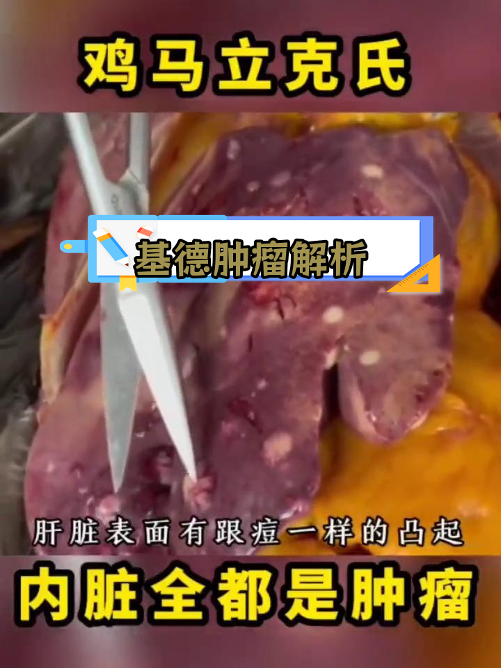 白羽肉鸡肿瘤症状分析