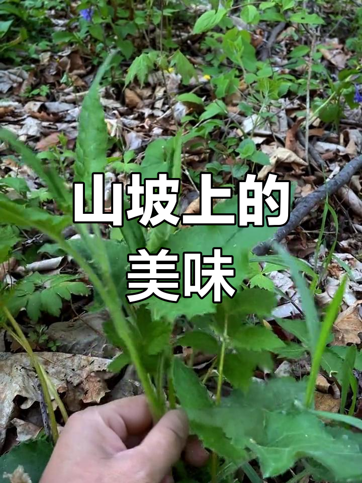 大山里的野菠菜,做法大揭秘