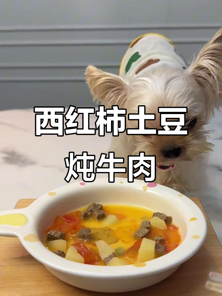 番茄土豆炖牛腩,狗狗吃得超开心