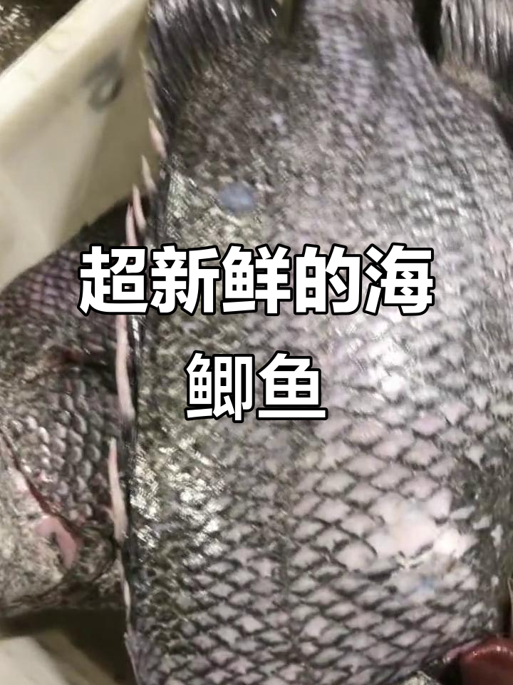 野生海鲫鱼大揭秘,六七斤重超鲜美!