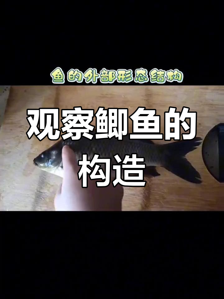 鲫鱼解剖与呼吸机制探索