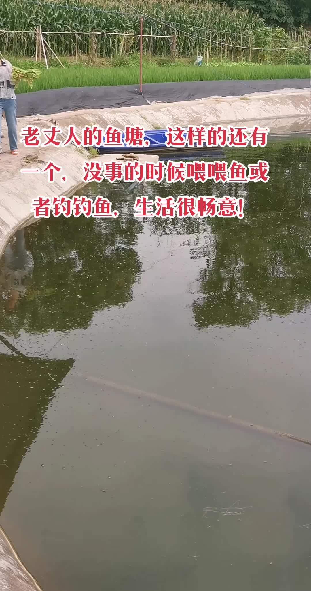 老丈人的鱼塘养了不少鱼,这次回去老丈人在另一个鱼塘就随手钓了几条好几斤的草鱼给我做我心心念