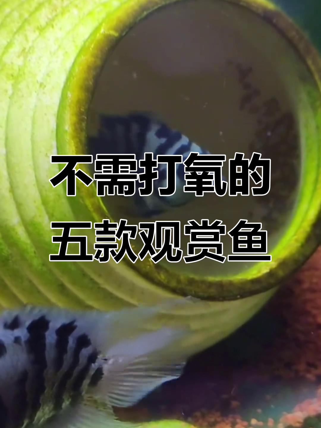 不用打氧的五种观赏鱼,轻松养活不费力