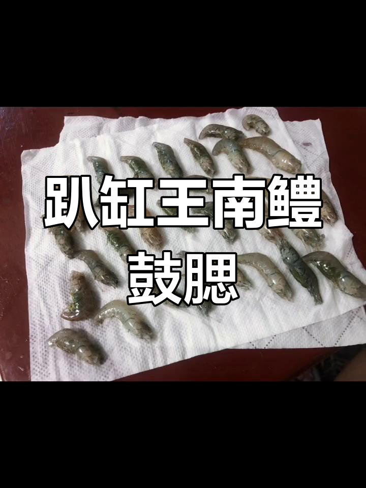 南鳢入缸三天就鼓腮,状态超好!