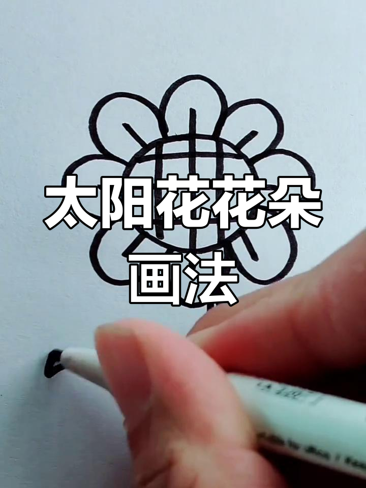 太阳花成长记:从种子到盛开的简笔画过程