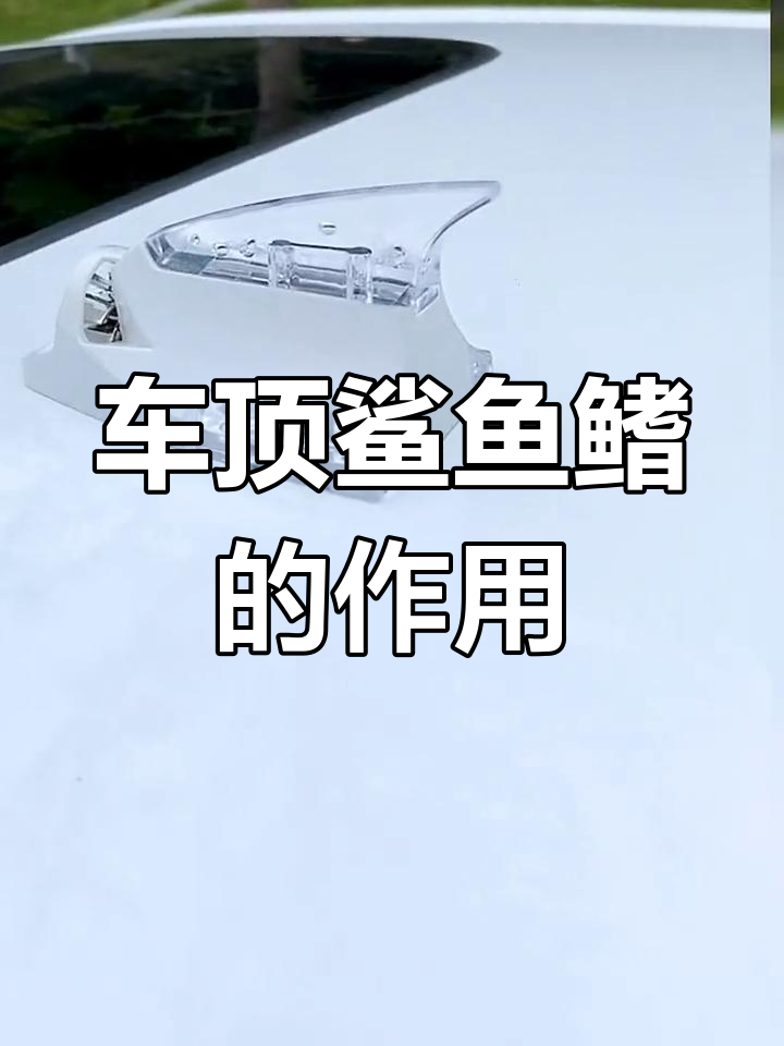 鲨鱼鳍到底有啥用?高速行驶中的神奇作用揭秘