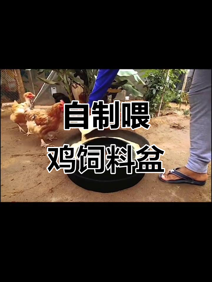 DIY 喂鸡饲料盆，简单又实用