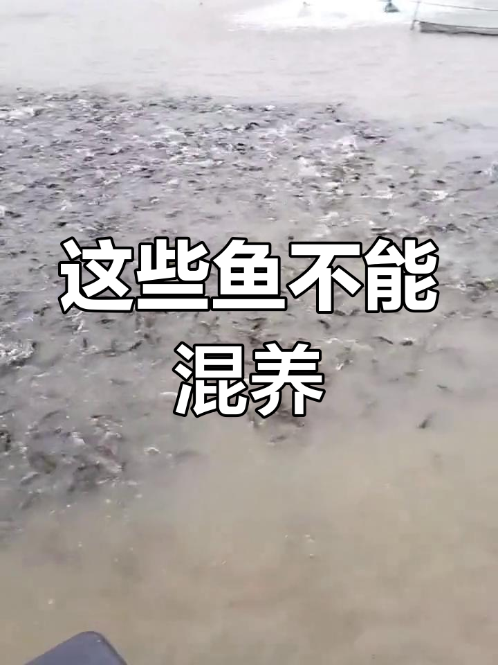 混养鱼类必避开的肉食性鱼种