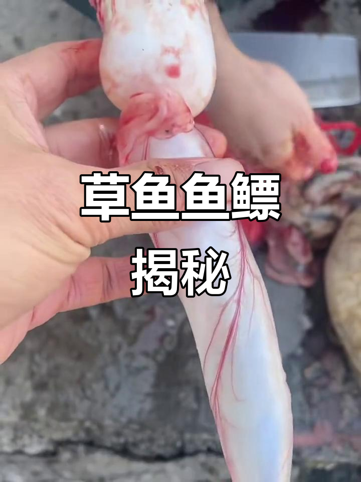 草鱼鱼鳔的独特结构与用途