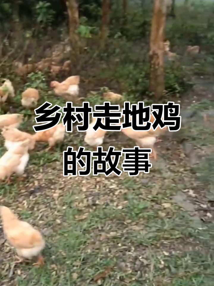 农村散养土鸡的真实生活,胡须杏花鸡的成长与挑战