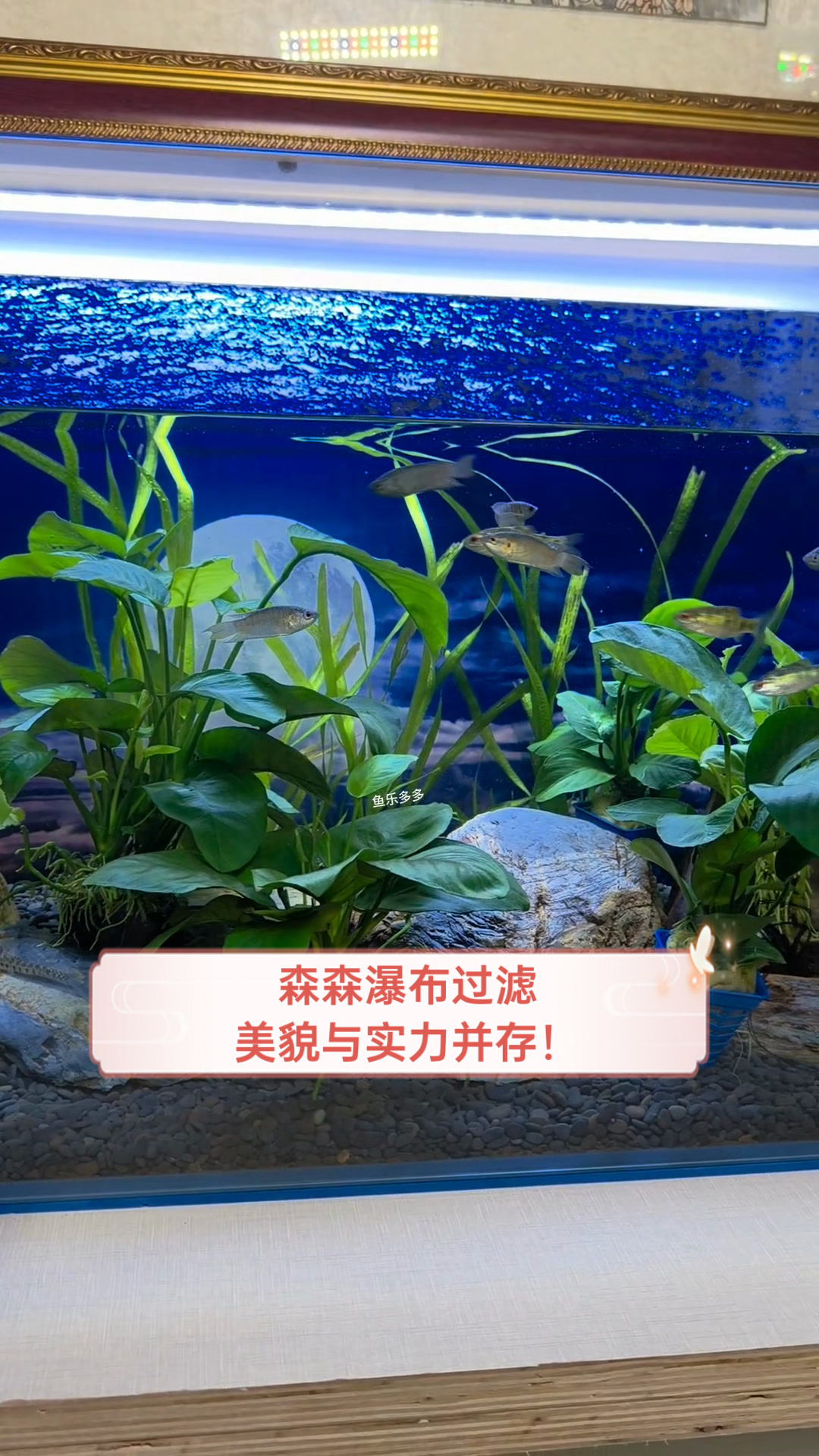 森森瀑布过滤,美貌与实力并存!