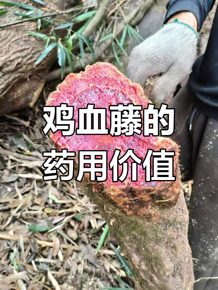鸡血藤能活血化瘀,治疗多种老年病及妇女月经不调