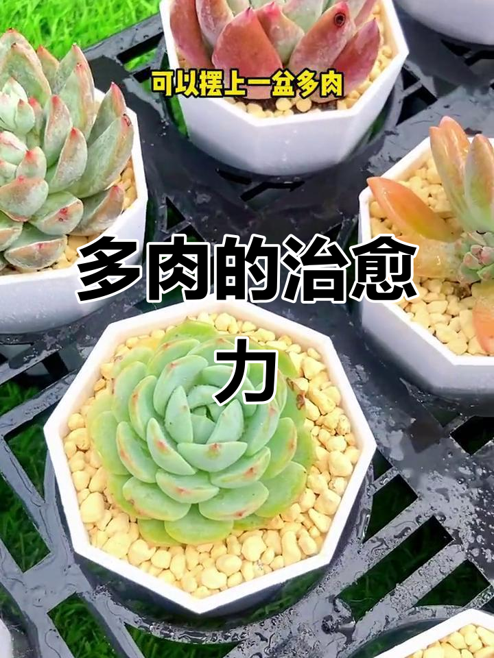 多肉植物让心情瞬间明媚,治愈系的小可爱!