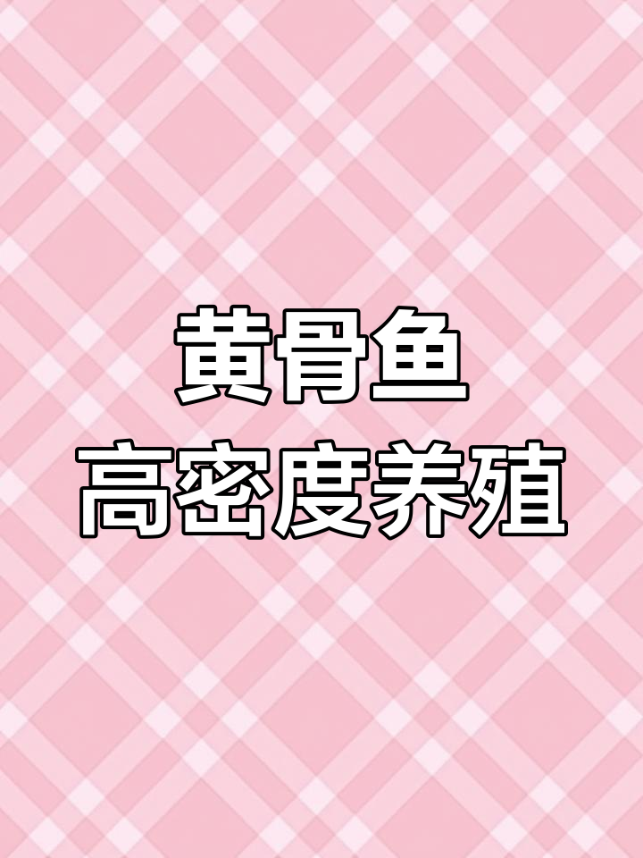 黄骨鱼养殖前景好,广西北海基地诚邀合作伙伴
