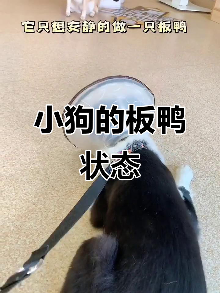 狗狗板鸭趴，放松又可爱