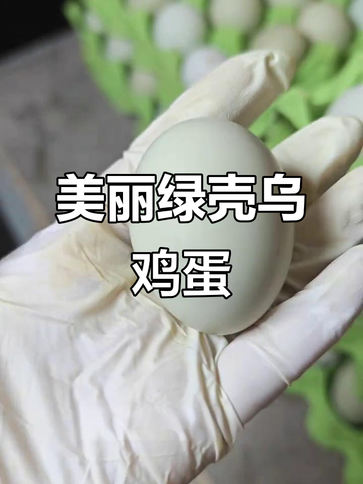 绿壳乌鸡蛋,外观完美无瑕,口感鲜美无比!