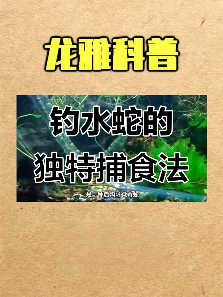 钓鱼蛇捕鱼技巧大揭秘,如何精准捕捉猎物