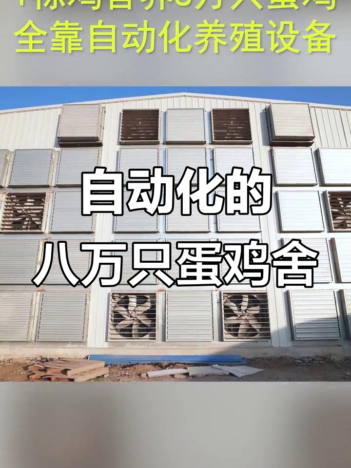 安徽八层蛋鸡养殖场,自动化设备让8万只蛋鸡健康生长