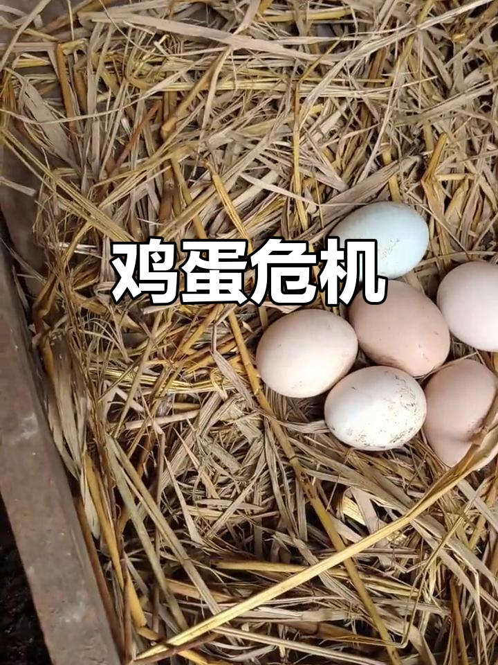 老鼠和蛇偷吃鸡蛋,鸡下蛋都忙不过来了!