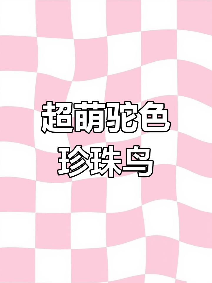 可爱企鹅珍珠鸟,驼色萌态十足