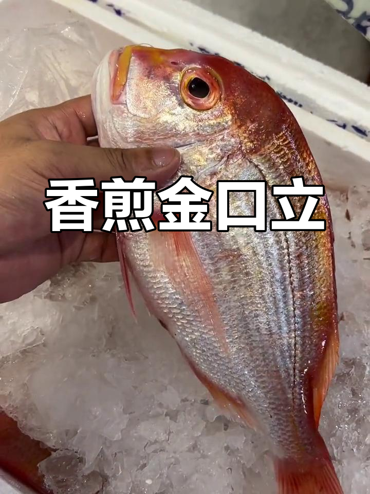 金口立鱼,口感如蟹肉