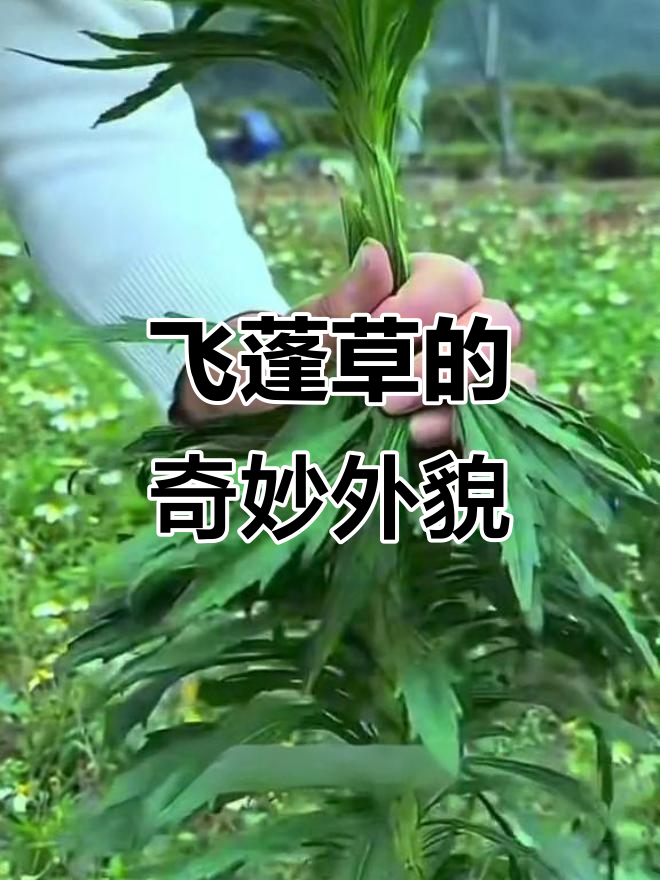 这种奇特植物,外形像鸡毛掸子,你家乡还有吗?