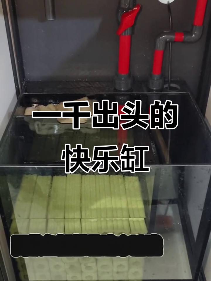 新手必备!一千出头打造溪流缸,兰寿蝴蝶鲤轻松养