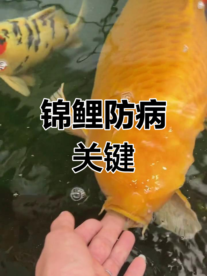 锦鲤鱼病预防:定期杀菌杀虫的重要性