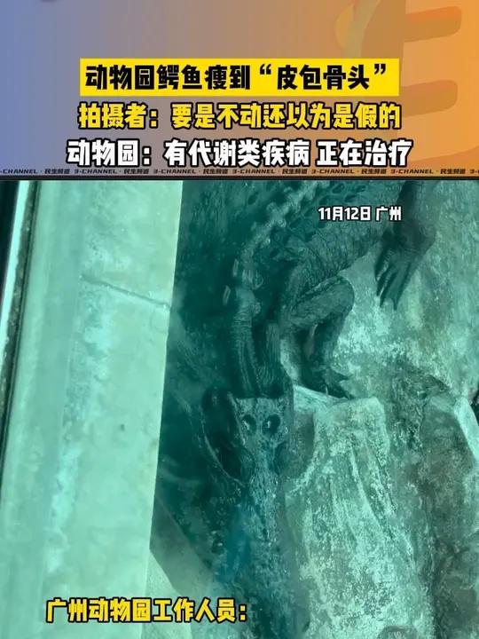 动物园鳄鱼瘦到“皮包骨头”,不仔细看真看不出来是鳄鱼
