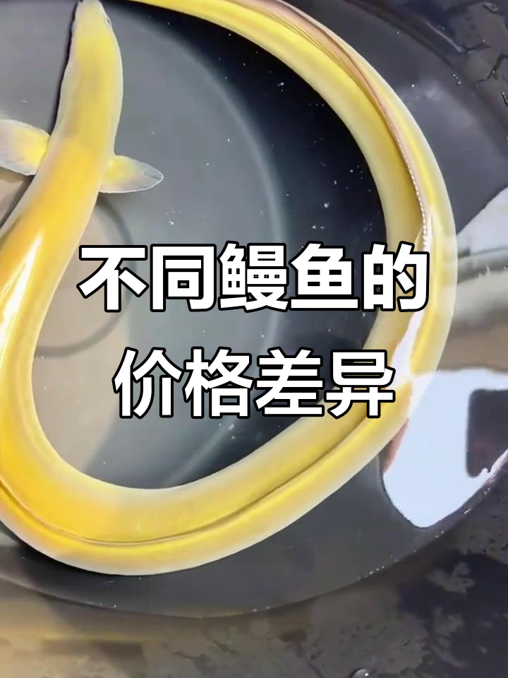各种鳗鱼价格大揭秘：从柳叶到溪流满，一斤能值多少钱？