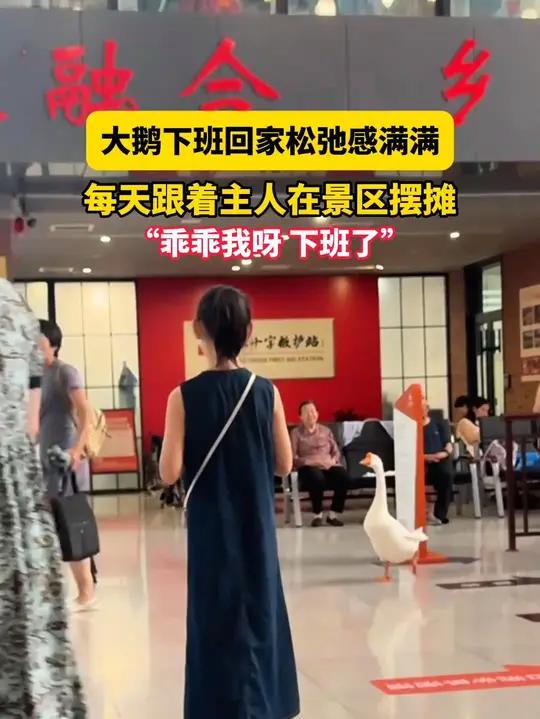 7月4日(采访)山东淄博,大鹅下班回家松弛感满满,每天跟着主人在景区摆摊,“乖乖我呀 下班