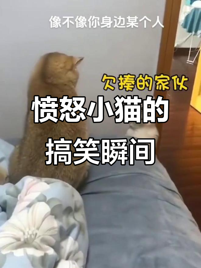 这只猫咪的表情太搞笑了,像极了生气的小捣蛋鬼