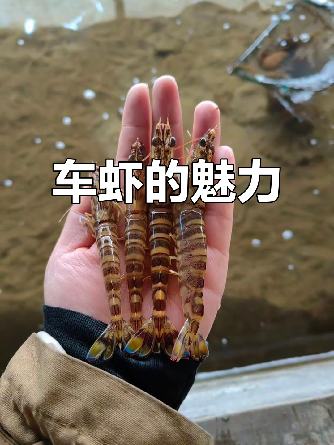 车虾养殖揭秘:水中软黄金,看一眼就上瘾