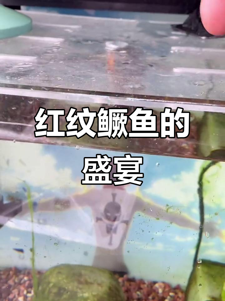 红纹鳜鱼大餐来袭,小金鱼被吞得只剩一条