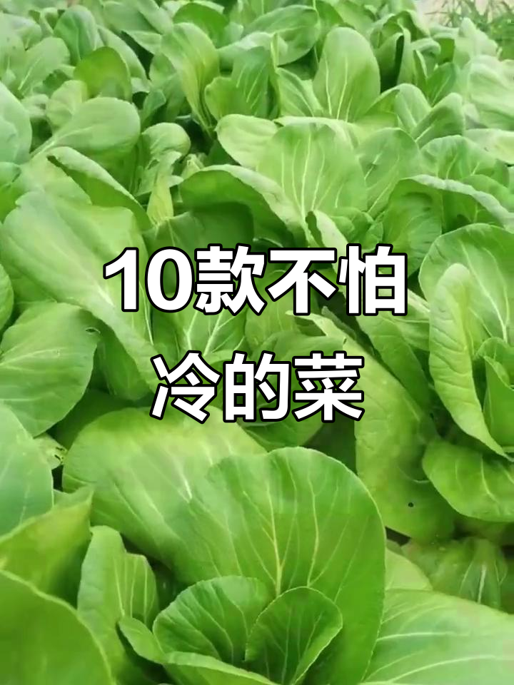11月冬季耐寒蔬菜推荐，雪天也能种！
