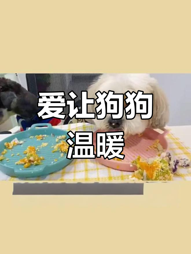 流浪狗也能拥有幸福,只要有人真心关爱它们