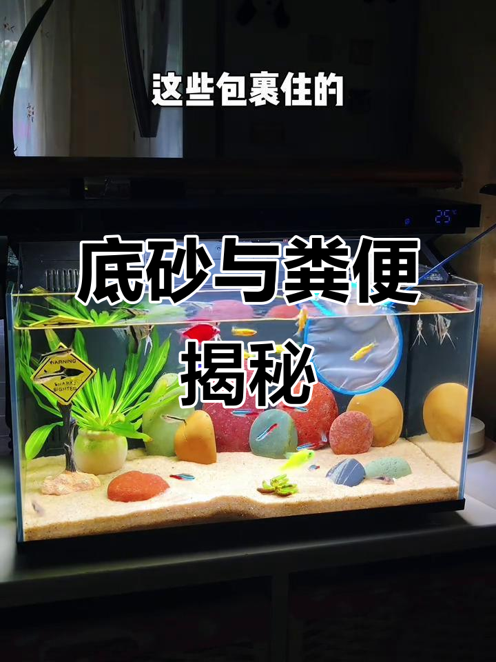 鱼缸底砂真的会藏粪吗?今天揭秘!