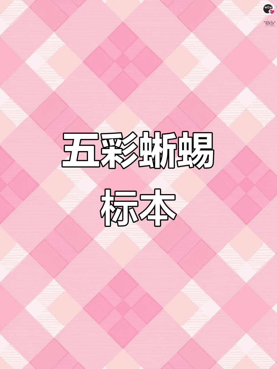 彩色蜥蜴标本制作教程,轻松做出可爱手工