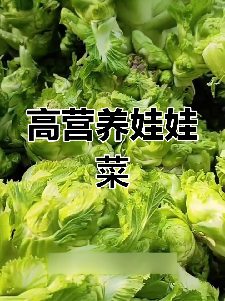 儿菜的营养与种植技巧