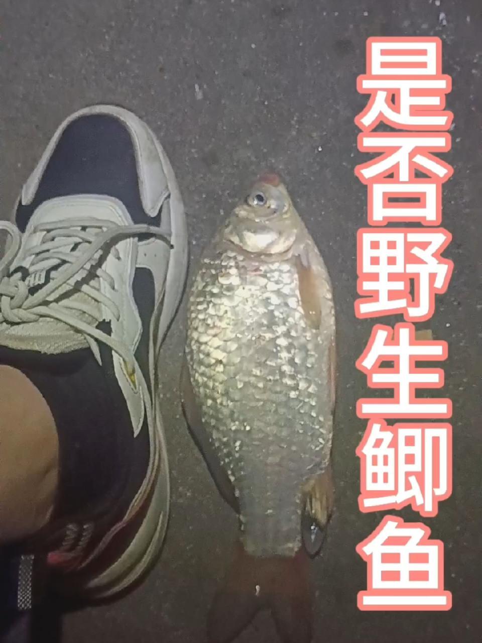 热门 原来钓鱼才是抖音运动顶流 桥筏 头小身子大,到底是不是野生鲫鱼