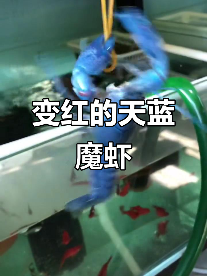 煮了变红的天空蓝魔虾,竟然是这样!