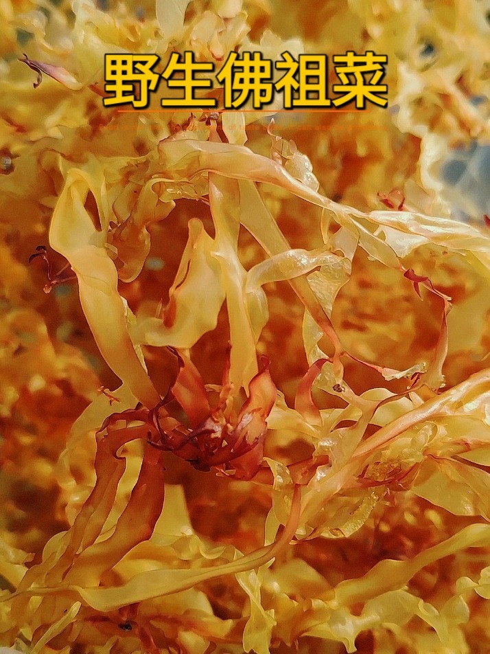 大海的恩赐:珍贵的野生佛祖菜