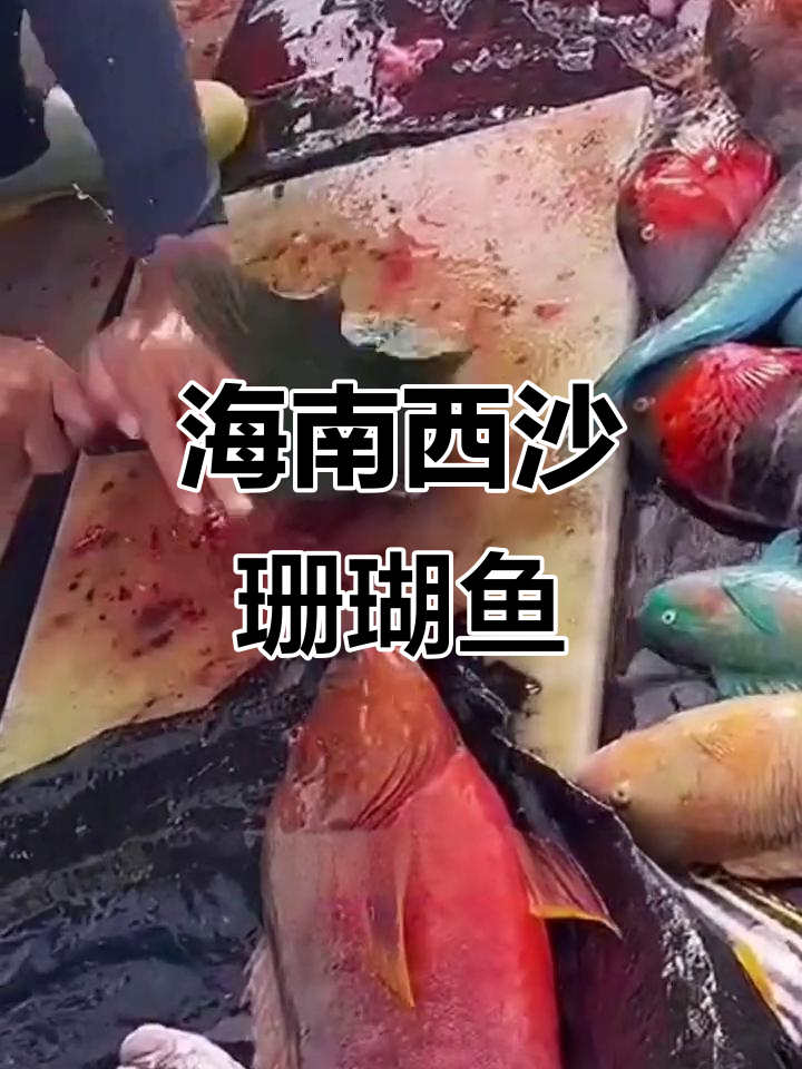 西沙群岛特产珊瑚鱼，简单蒸煮鲜甜美味