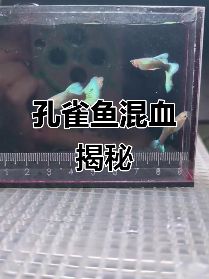 黄蓝礼服孔雀鱼混血,小鱼会继承哪种颜色呢?