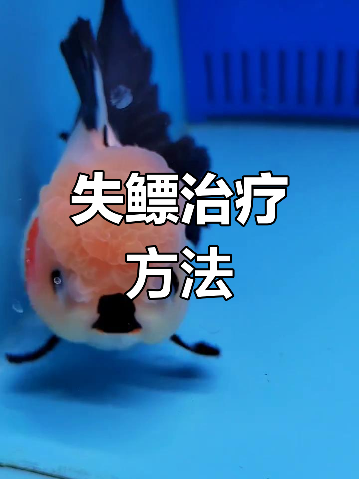 将金鱼隔离,升温并停食,喂豌豆辅助治疗失鳔