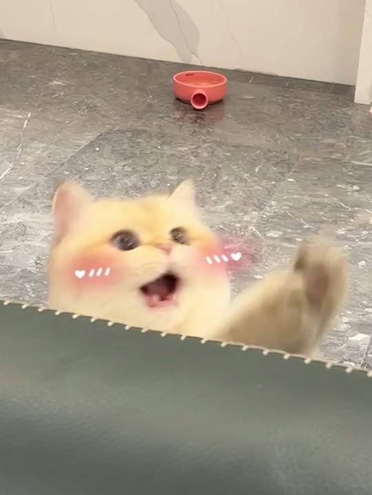 表情丰富的小猫，一天都在钓黄金大面包！