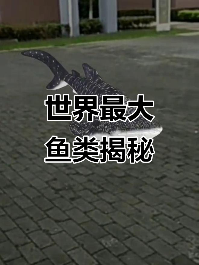 鲸鲨:世界上最大的鱼类,温和又美丽